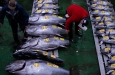 Голубого тунца продали на рыбном рынке Токио за рекордные 2,78 миллиона евро